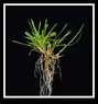 PoaPratensis_plant