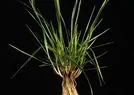 Festuca arundinacea