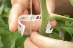 09624_01_tomatoclip
