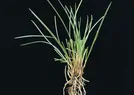 Festuca rubra litoralis