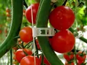 tomato4