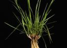 Festuca arundinacea